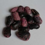 Fasole pestriță mov uriașă