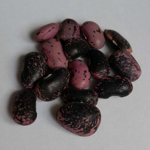 Fasole pestriță mov uriașă