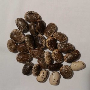Fasole pestriță maro uriașă