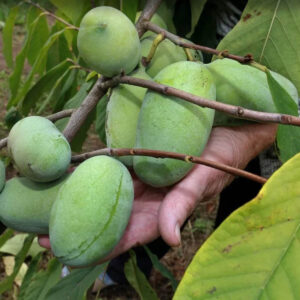 Pawpaw Sunflower ghiveci 20-30 cm