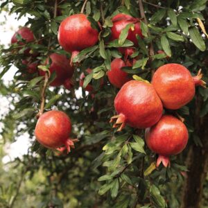 Rodiu Wonderful 100 cm ghiveci