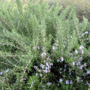 Rozmarin 15-20 cm ghiveci